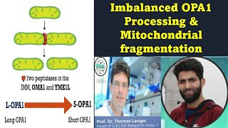 Mitochondria  Imbalanced opa1 processing and Mitochondrial fragmentation [upl. by Lemuel]