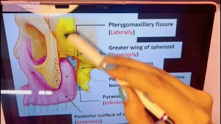 Pterygopalatine fossa in 3D  Boundaries  Contents  Anatomy [upl. by Jaquelyn176]