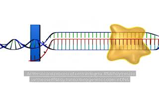 Transcription animation DNAtoRNA molecularbiology [upl. by Ariday]