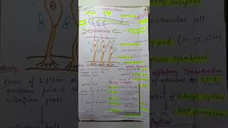 Olfactory pathway [upl. by Tomasine]