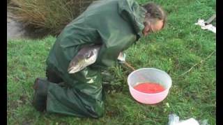 River Carron Restoration  salmon egg stripping [upl. by Waters]