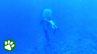 Brave man dives deep without tank to save whale shark [upl. by Emixam524]