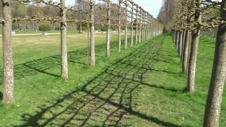 Freshly pleached Lime trees at the beautiful Erddig NT paysite garden near Wrecsam Cymru Wales [upl. by Yragerg]