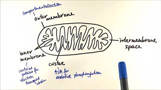 A2 Biology  Respiration Mitochondria structure and functions OCR A Chapter 182 [upl. by Stefano]