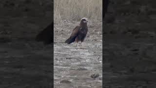 Eastern Marsh Harrier from Velavadar [upl. by Notsuh]