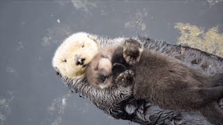 Newborn Sea Otter Pup Snuggles Up With Mom While Floating [upl. by Boulanger]