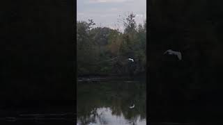 Egrets Roosting 101924 [upl. by Adian23]