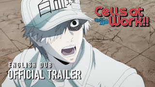 Cells at Work English Dub Trailer [upl. by Limaj]