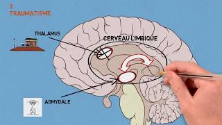 3 Les traumas Traumatisme et conséquences sur le cerveau [upl. by Ludwig323]