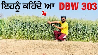 DBW 303 wheat variety review  ਇਸ ਕਣਕ ਦਾ ਕੱਦ ਦੇਖ ਮੈ ਵੀ ਹੈਰਾਨ [upl. by Ahseile]