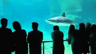 Shark Bay An Attraction at Sea World Gold Coast [upl. by Sussna715]