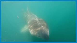 Basking Shark fact [upl. by Venn]