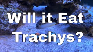 Will My Large Saltwater Angelfish Eat Trachyphyllia  Angelfish Reef LX 2706  Part 17 [upl. by Sonaj]