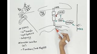 Video synopsis Nup358 localizes to and regulates ERMCSs EMBO Reports [upl. by Ellenwad877]