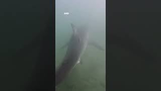 One Of The Freakiest Dives Of My Life 👀 greatwhite sharks diving safety education a [upl. by Assenahs143]