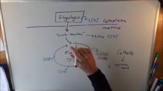 Oxidative Phosphorylation [upl. by Akinot333]