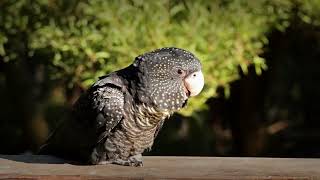 Redtailed Black Cockatoo Facts You Didn’t Know [upl. by Olivia]