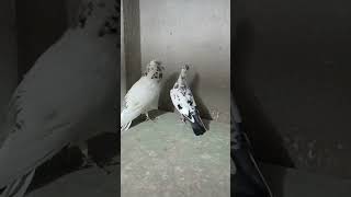 Lambasting pigeons  nilu pigeons 09  Youtube short [upl. by Blaire]