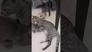 Cat with her kittens catlover catslivingonthehomelessstreet catfeeding [upl. by Zalea734]