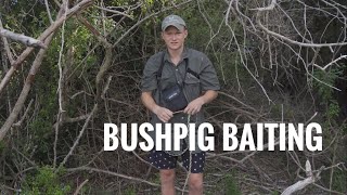 Setting up a bushpig bait  South Africa [upl. by Shirley]