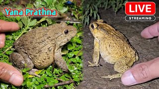 Boing boing catch frogs funny [upl. by Irina85]