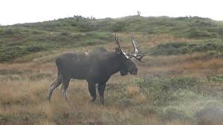 Bull moose in the rut [upl. by Snahc344]