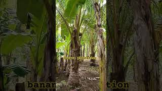 clearing of banana plantation subscribe bananaplantation viralvideo shorts latest [upl. by Creath721]