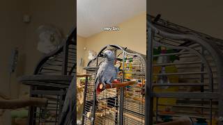 Gizmo’s at it again—told Siri to ‘squawk off’ Wow funnyparrot bird talkingparrot parrot [upl. by Ennaeirb176]