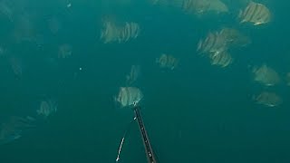 Spearfishing off Chincoteague Va [upl. by Nitsej]