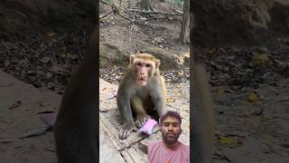 Monkey angry funny 😂😂😫😭 viralvideo funny shortvideo comedy cartoon trending emotional [upl. by Ahseinod]