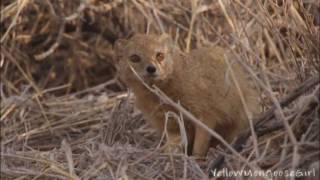 Yellow Mongoose vs Meerkat Part 12 [upl. by Yasui]