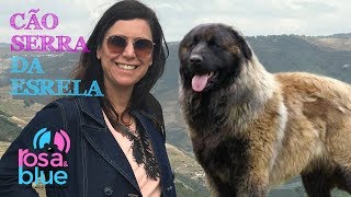 CÃO SERRA DA ESTRELA [upl. by Adyahs]