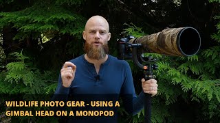 Wildlife Photography Gear  Using a Gimbal Head on a Monopod 2020 [upl. by Odnala]