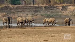 Elephants Crossing the Luangwa River [upl. by Corbin]