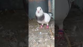 Roshan Chirag nasal ka shok viralshort £viralvideo pigeon pigeonpigeon kabootarbazzi [upl. by Bee]