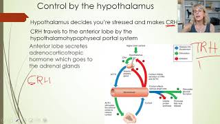 Endocrine system  Part 6 [upl. by Attekahs]