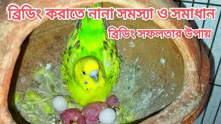 বাজরিগার পাখির ব্রিডিং গত ‍সকল সমস্যা ও সমাধান । Budgies breeding problems and solutions । baazigar [upl. by Willdon]