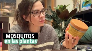 Mosquitos en las plantas de interior ¿Cómo eliminarlos ¡Te cuento mi experiencia [upl. by Magavern]