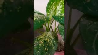 Zeylanica Snake Plant amp Dracaena trifasciata plant short video garden plants trending short [upl. by Carrew]