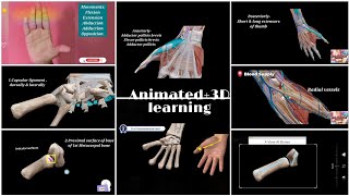 First Carpometacarpal Joint  Thumb Anatomy  First Carpometacarpal Joint Movements [upl. by Lynne454]