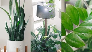 Peaceful Plant Tour – Indoor Houseplant Collection 🌱 [upl. by Aihseuqal]