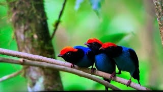 NETFLIX OUR PLANET BIRD MATING DANCE FUNNY David Attenborough [upl. by Whitten]