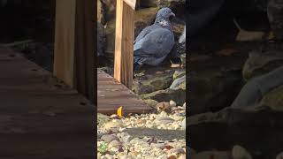 Water therapy Woodpigeon and the Dunnock [upl. by Caiaphas]