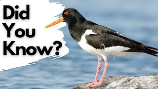 Things you should know about OYSTERCATCHERS [upl. by Rochette]