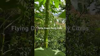 Poncirus trifoliata hudsonvalleygardens poncirustrifoliata gardening [upl. by Sternberg522]