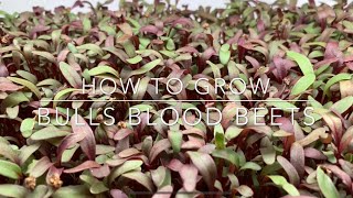 How To Grow Bulls Blood Beet Microgreens [upl. by Otrebide]