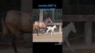 loretta nnt i lotteria nnt na sprzedaz [upl. by Eiznil]