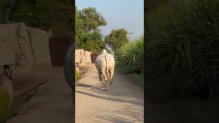 Bull Running Video shorts shortvideo animals [upl. by Esyli]