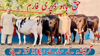 Haq Bahoo Dairy Farm  Garlando cows And Australian Friesian cows  Jani Best 13 July 2024 [upl. by Artenehs]