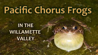 Pacific Chorus Frogs in the Willamette Valley [upl. by Hoo]